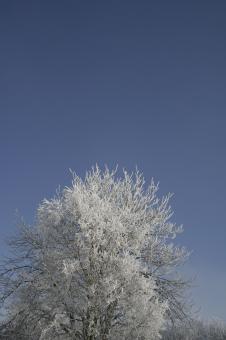 Free Stock Photo of Tree on Sky