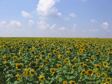 Free Stock Photo of Sunflowers