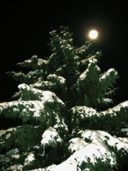Free Stock Photo of Tree in the night