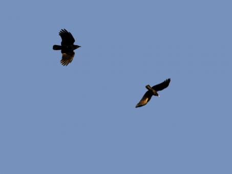 Free Stock Photo of Duo in Flight