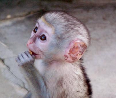 Free Stock Photo of Green Monkey