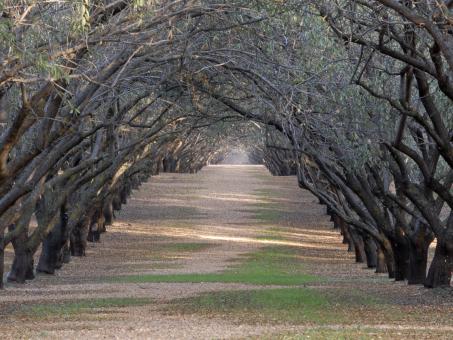 Free Stock Photo of Sundown in the Rolling Grove