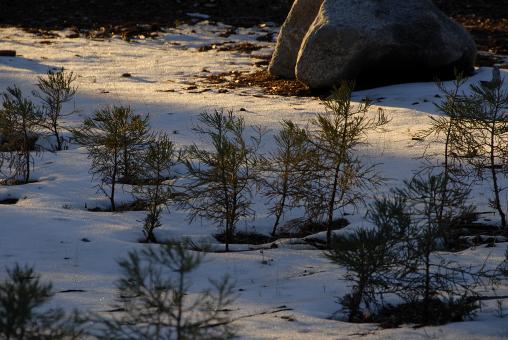 Free Stock Photo of Baby Pine Forest in Sequoia National Par