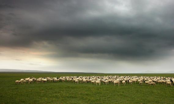 Free Stock Photo of A flock of sheep