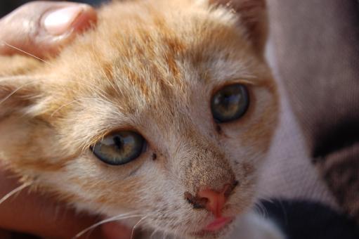 Free Stock Photo of Close up