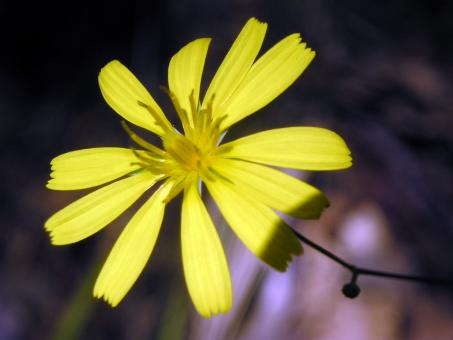 Free Stock Photo of Flower