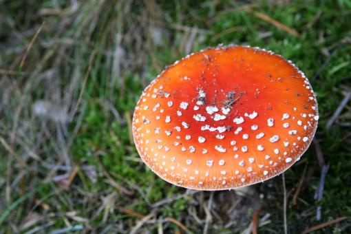Free Stock Photo of Red fungus