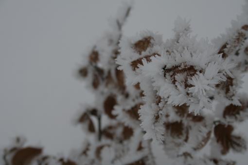Free Stock Photo of Ice crystals