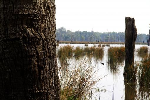 Free Stock Photo of Reedy swamp