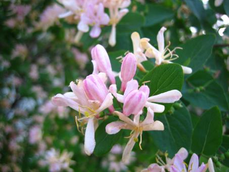 Free Stock Photo of Flower
