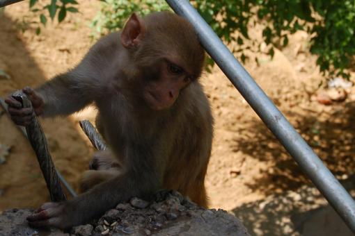 Free Stock Photo of Monkey