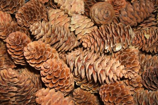Free Stock Photo of Tiny Pinecones