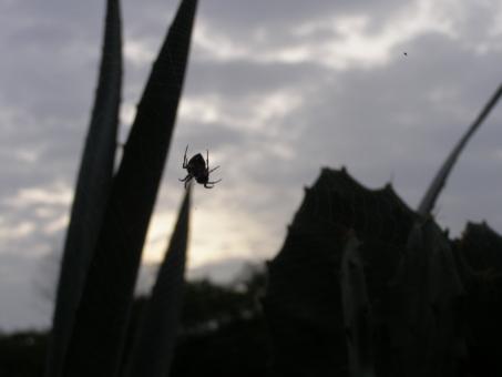 Free Stock Photo of A wild prey