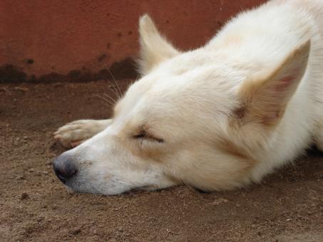 Free Stock Photo of Sleeping Beauty