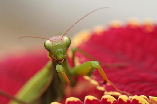 Free Stock Photo of Mantid III