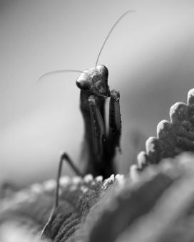 Free Stock Photo of Mantid V