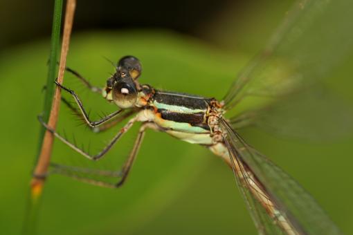 Free Stock Photo of Damselfly