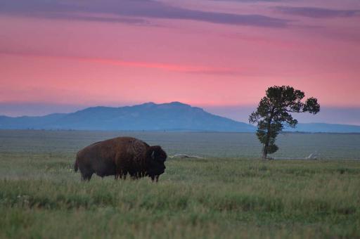 Free Stock Photo of Bison and Lone Tree
