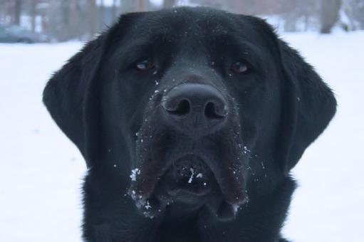 Free Stock Photo of That...was good snow!