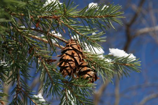Free Stock Photo of Pinecones