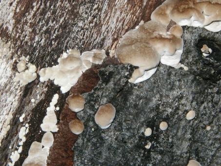 Free Stock Photo of Tree Bark & Fungus Texture