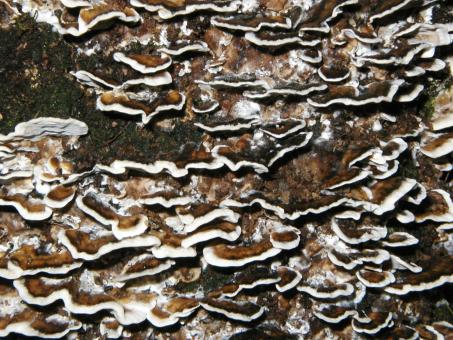 Free Stock Photo of Tree Fungus