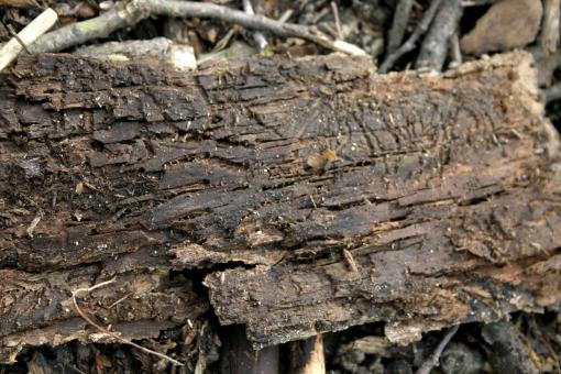 Free Stock Photo of Rotten Tree Texture