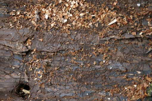 Free Stock Photo of Rotting Wooden Texture