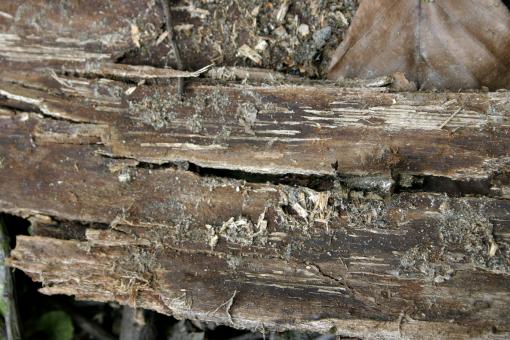 Free Stock Photo of Rotting Wood Bark Texture