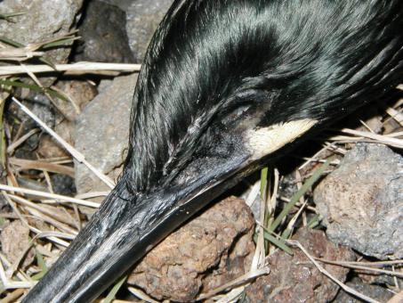 Free Stock Photo of Dead bird closeup