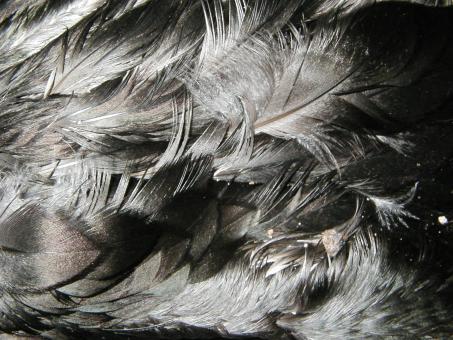Free Stock Photo of Dead bird feathers close up