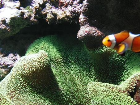 Free Stock Photo of Clownfish in Aquarium
