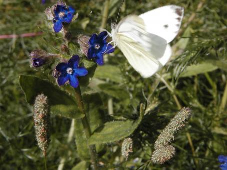 Free Stock Photo of White butterfly