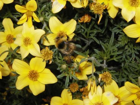 Free Stock Photo of Bumblebee