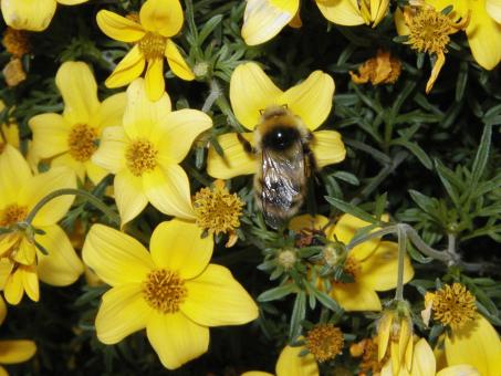 Free Stock Photo of Bumblebee and Yellow Flowers.