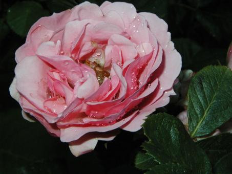 Free Stock Photo of Dying flower