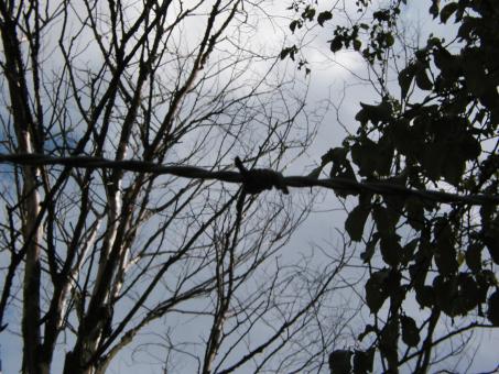 Free Stock Photo of Barbed wire in the woods