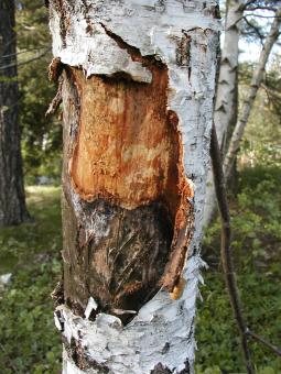 Free Stock Photo of Tree bark