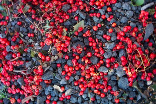 Free Stock Photo of Red berries