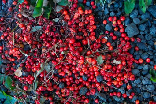 Free Stock Photo of Red berries