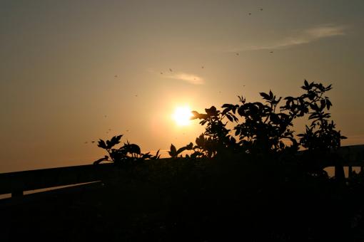 Free Stock Photo of Silhouette of  plants