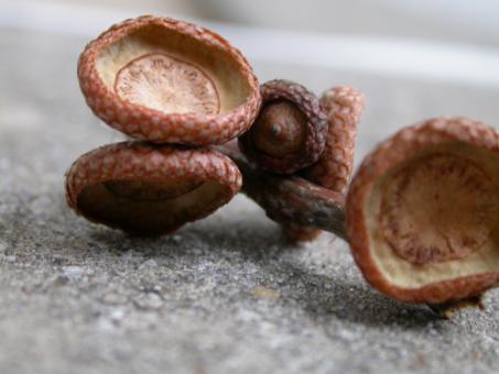 Free Stock Photo of Mushrooms