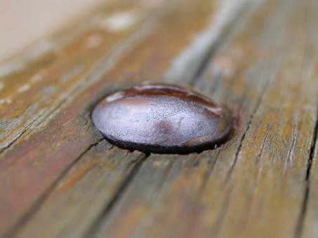Free Stock Photo of Bold head in wood