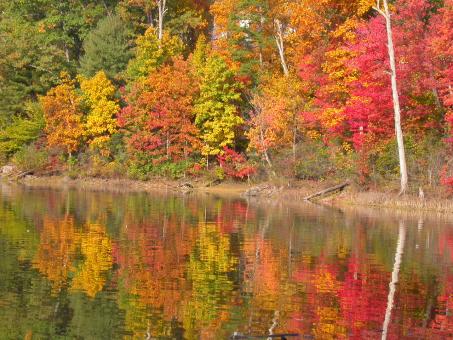 Free Stock Photo of Trees reflecting in water