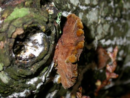 Free Stock Photo of Fungus