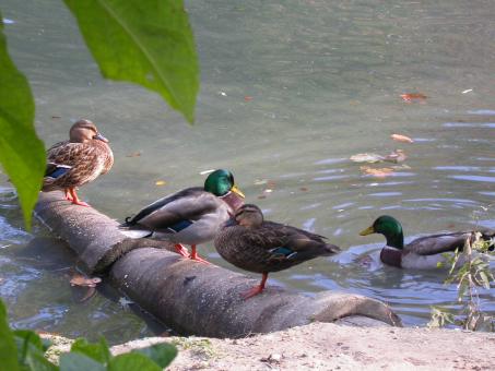 Free Stock Photo of Ducks by the lake