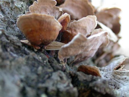 Free Stock Photo of Fungus