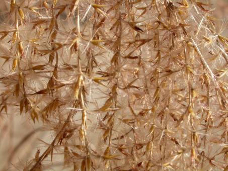 Free Stock Photo of Plant seeds