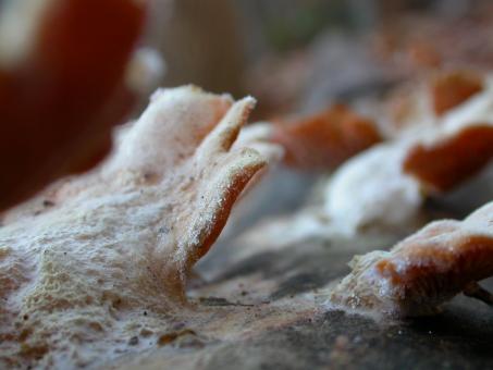 Free Stock Photo of Fungus