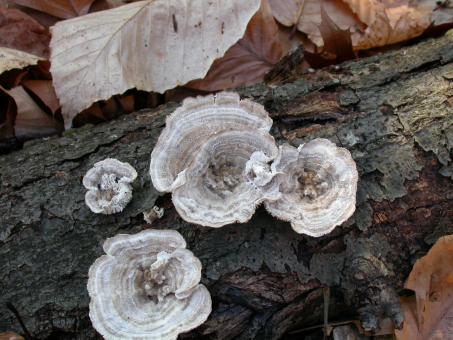Free Stock Photo of Fungus